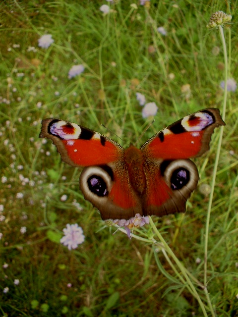 Aglais io